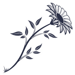 black and white slender sunflower