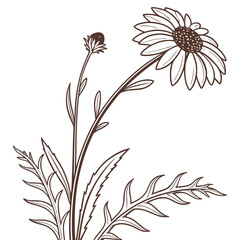 black and white slender sunflower