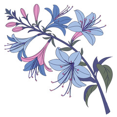 blue mist shrub with leaves