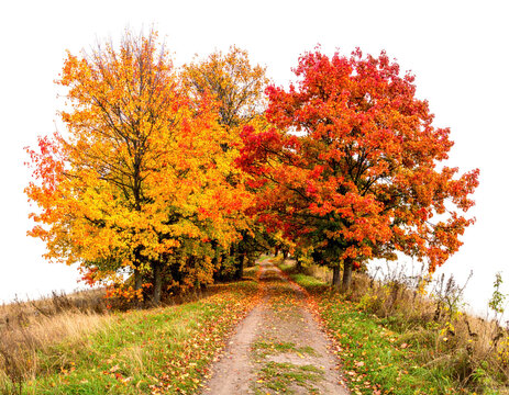 Picturesque autumn scene showcasing vibrant trees with colorful foliage lining a path, creating a sense of warmth and tranquility.