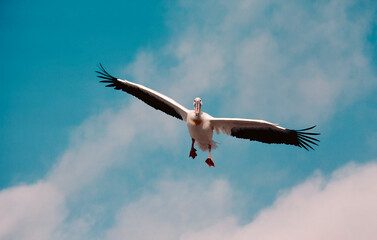 pelican in flight
