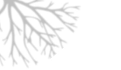 Branch Shadow Overlay PNG