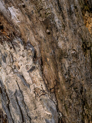 Rough tree bark texture background in natural forest.