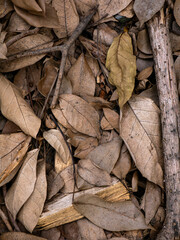 Dry fallen leaves texture background in autumn season.
