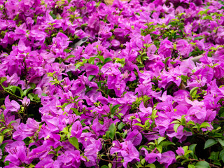 Beautiful Purple Bougainvillea Flowers in Full Bloom - Vibrant Tropical Garden and Nature Background.