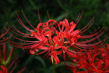 美しい彼岸花の華の景色