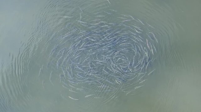 Pink Salmon Spawning Loop.
Drone footage. Large concentration of Pink Salmon (Oncorhynchus gorbuscha) swims rapidly in a circular pattern in clear river shallows. Dynamic aerial perspective emphasizes