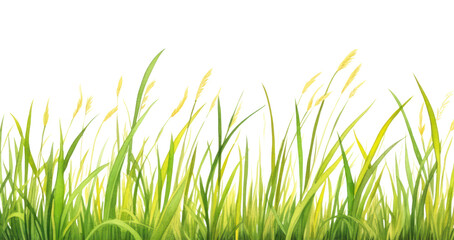 Fototapeta premium PNG Grass border outdoors nature plant.