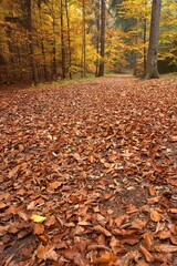 Autumn Forest Landscape Photography With Colorful Fall Foliage And Fallen Leaves