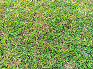 background of grass plants in the field 