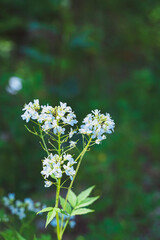 Summer Green Background With White Wildflowers Fresh Clean Aesthetic