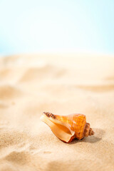 Summer Beach Creative Poster With Seashell Photography Coastal Design