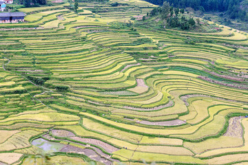 Majestic Terraced Fields Harvest Scenic Agricultural Landscape
