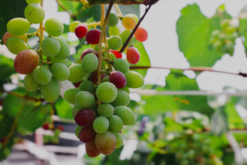 Red grapes a bunch of fresh grapes hanging on the vine. Red Grapes in my home garden