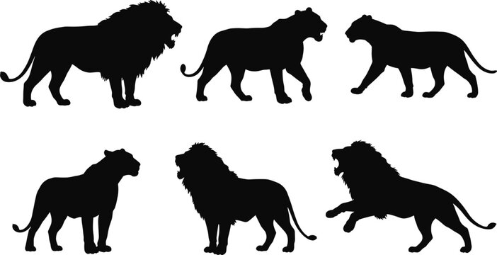 Lion and lioness silhouette set, wild animal vector, African wildlife, side profile poses, black shape, cad drawing flat vector illustration