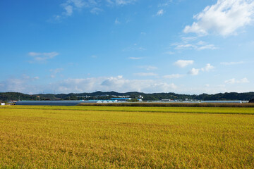 Paddy Farm Rice Fields Greenhouse Cultivation Korea