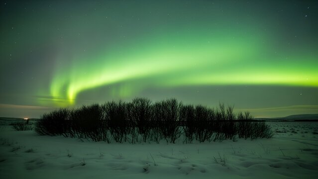 Spectacular green aurora borealis lights dancing above a snow-covered landscape with a small bush. - Powered by Adobe