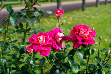 A red rose bush in a green clearing