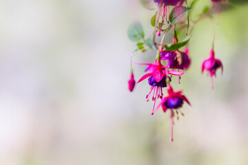 Spring Blooming Flowers Hanging Bellflower Plant Close Up