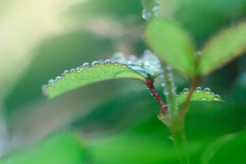 Raindrops on Spring Leaves During Beginning of Spring