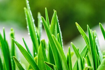 Spring Green Grass Sprouts Emerging from Soil Closeup
