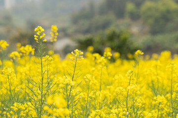 Obraz premium Spring Rapeseed Flower Fields Agricultural Floral Landscape