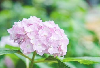 Floral and Botanical Scenery During Spring Equinox Season