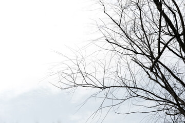 Obraz premium Minimalist Tree Branches Design Element Natural Simplicity