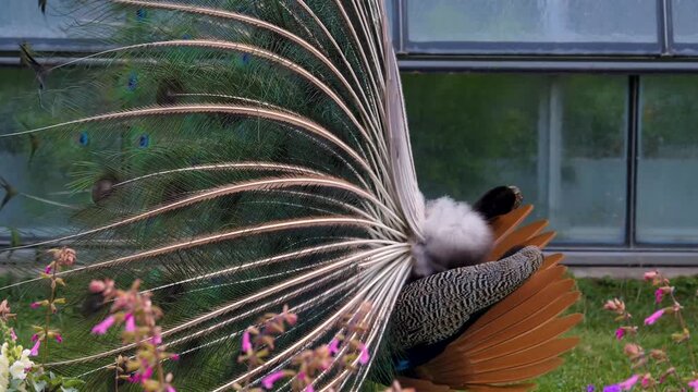 Close up ofa peacock with feathers open turning and moving around ona sunny day