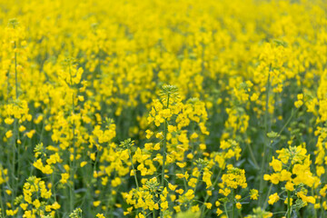 Rapeseed Flower Sea Field Background Spring Agriculture