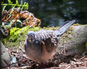 A Bar-Shouldered Dove with natural background