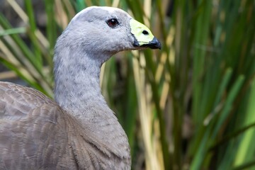 A Portrait of a Cape Barren Goose