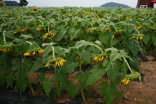 Sunflowers Bowing in Heavy Rain