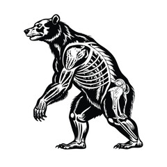 Anatomical Stipple Engraving of a Bear: Full Body Muscle and Skeleton View