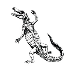 Detailed Anatomical Illustration of a Crocodile with Skeletal and Organ Cutaway