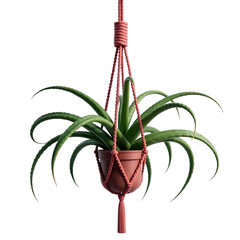 Hanging houseplant, displaying vibrant green aloe vera leaves in a decorative, terracotta-colored pot suspended by a handcrafted macrame plant hanger, presented against a stark black backdrop,...