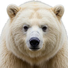High-Detail White Bear Fur Texture, Isolated, Perfect for Backgrounds and Mockups.