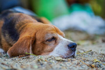 Sleeping Beagle Resting On Ground With Calm Expression In Natural Outdoor Setting During Sunny Day