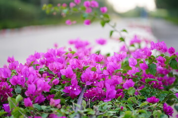 Bright Pink Bougainvillea Blooms Along Lush Green Hedge by a Sunny Path