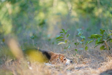 Tranquil Beagle Dog Resting in Sunlit Forest Grass – Peaceful Outdoor Nature Scene