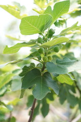 Vibrant Green Fig Tree Leaves With Small Figs in a Bright Outdoor Garden Scene
