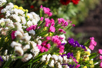 brightly colored statice flowers (dried flowers) in natural light