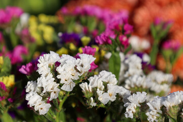 white dried flowers (statice) on a blurred multi-colored background