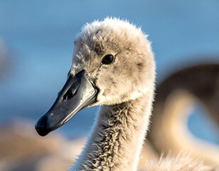 Close Up of a Baby Swans Head.