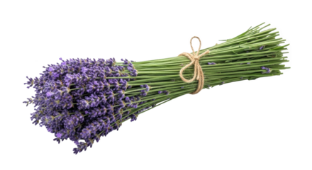 Fresh Bunch of Lavender Flowers Tied with Twine featuring lavender, flowers, floral, purple, bloom minimalist style