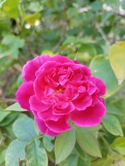 Radiant Rose: A close-up shot showcases a vibrant pink rose in full bloom, its delicate petals layered in a captivating display of beauty. Surrounded by lush green foliage.