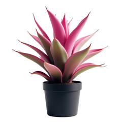 Vivid pink and green bromeliad plant in a sleek black pot stands out against a stark black background, showcasing intricate leaf details and vibrant colors, creating a visually striking floral...