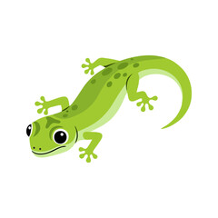 Green lizard with a white background