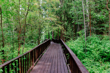 Fototapeta premium A wooden path winding through the forest. A picturesque trail winding through the foliage.