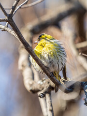 Eurasian siskin male, latin name spinus spinus, sitting on branch of tree. Cute little yellow songbird.
